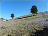 Stahovica - Kapela Marije Snežne (Velika planina)